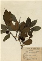 藏品(臺灣八角)的圖片